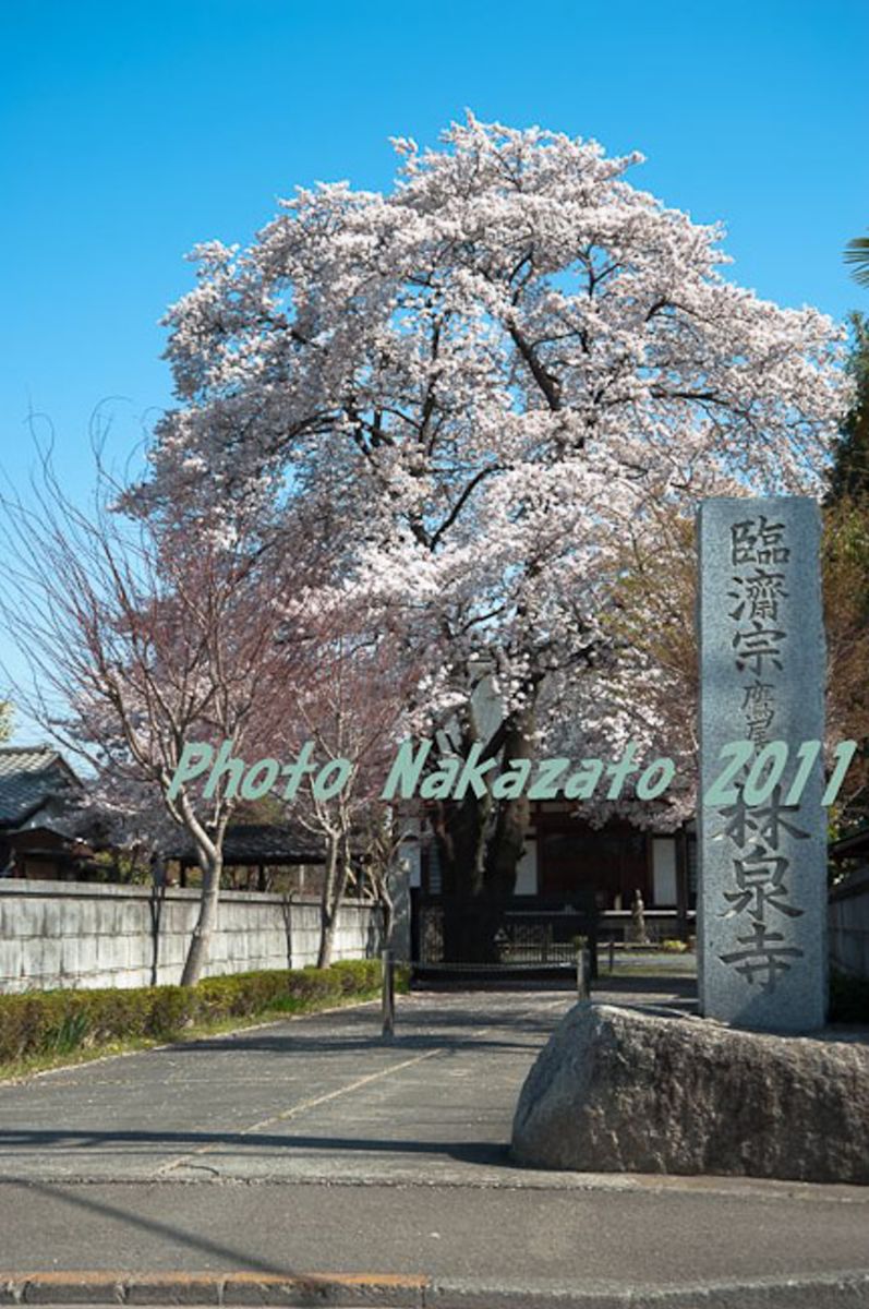 林泉寺の桜